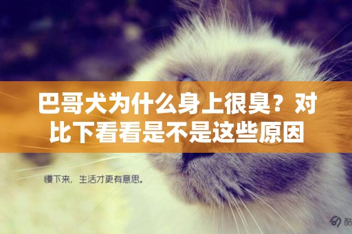 巴哥犬為什么身上很臭？對比下看看是不是這些原因