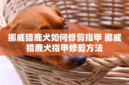 挪威獵鹿犬如何修剪指甲 挪威獵鹿犬指甲修剪方法