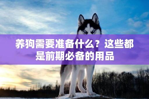 養狗需要準備什么？這些都是前期必備的用品