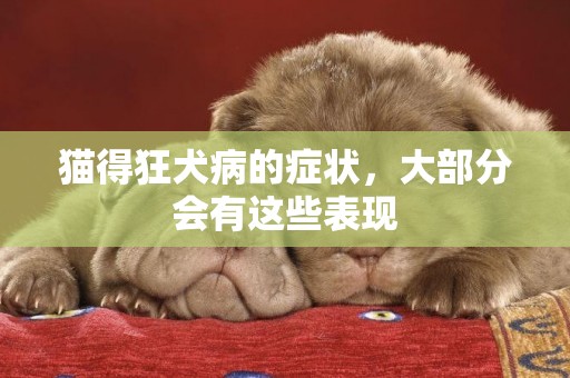 貓得狂犬病的癥狀，大部分會有這些表現