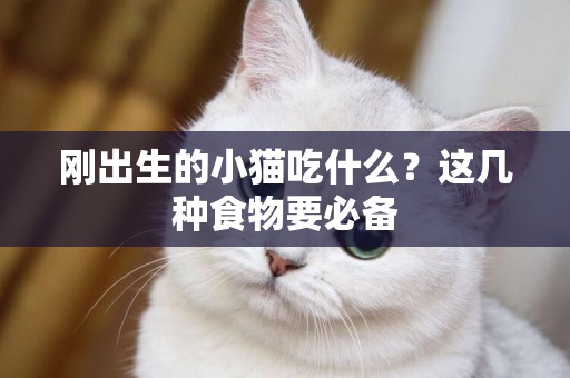 剛出生的小貓吃什么？這幾種食物要必備