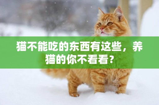 貓不能吃的東西有這些，養貓的你不看看？
