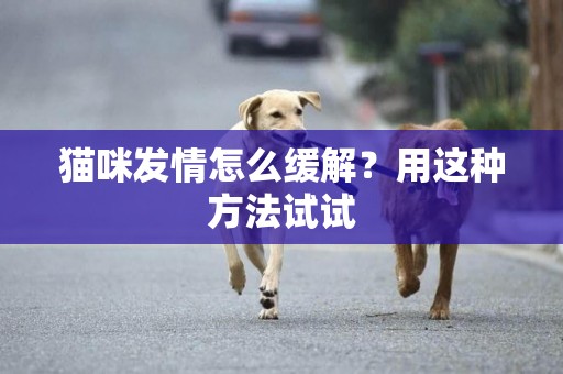 貓咪發情怎么緩解？用這種方法試試