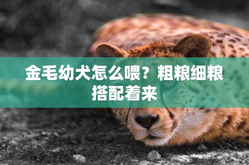 金毛幼犬怎么喂？粗糧細糧搭配著來