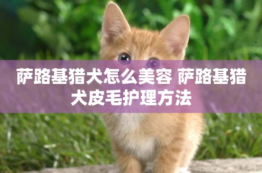 薩路基獵犬怎么美容 薩路基獵犬皮毛護理方法