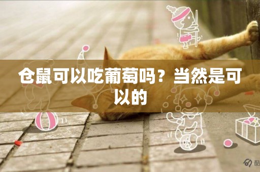 倉鼠可以吃葡萄嗎？當然是可以的