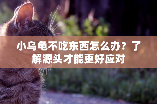 小烏龜不吃東西怎么辦？了解源頭才能更好應對