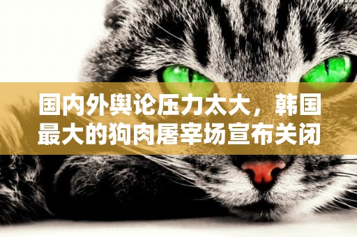 國內外輿論壓力太大，韓國最大的狗肉屠宰場宣布關閉
