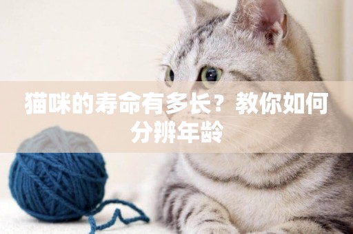 貓咪的壽命有多長？教你如何分辨年齡