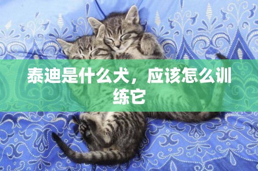泰迪是什么犬，應該怎么訓練它