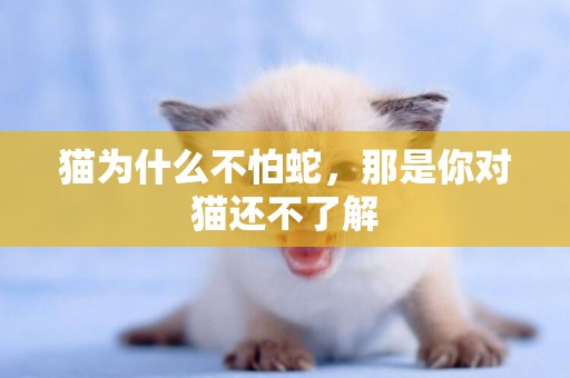 貓為什么不怕蛇，那是你對貓還不了解