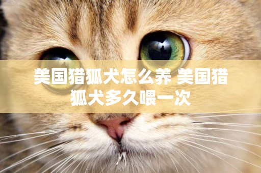 美國獵狐犬怎么養 美國獵狐犬多久喂一次