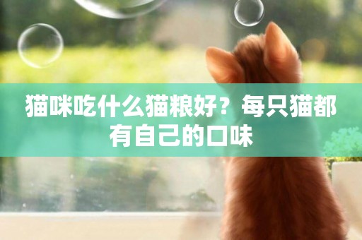 貓咪吃什么貓糧好？每只貓都有自己的口味