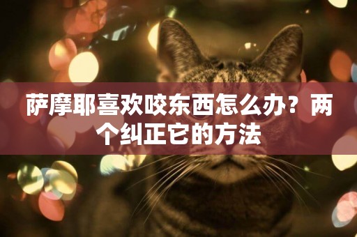 薩摩耶喜歡咬東西怎么辦？兩個糾正它的方法