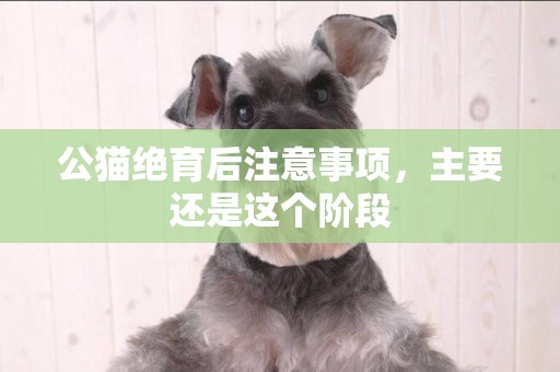 公貓絕育后注意事項，主要還是這個階段