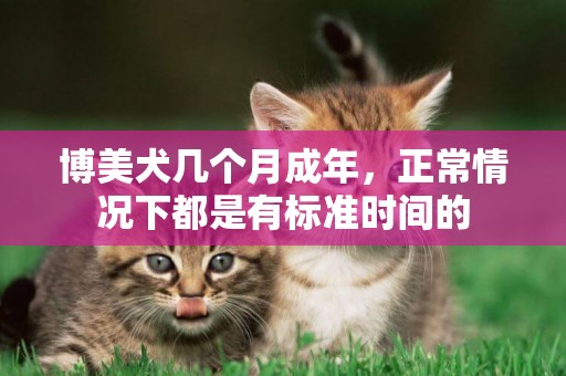 博美犬幾個月成年，正常情況下都是有標準時間的