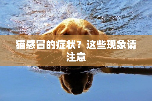 貓感冒的癥狀？這些現象請注意