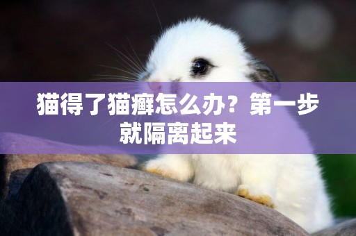 貓得了貓癬怎么辦？第一步就隔離起來