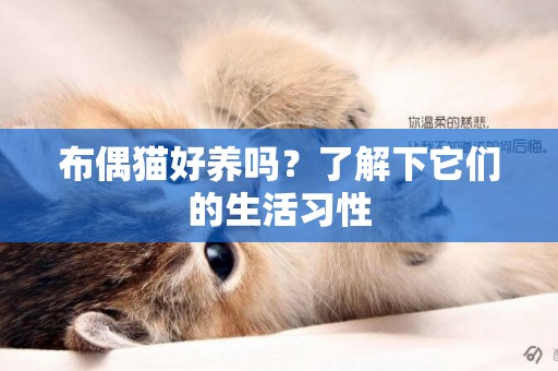 布偶貓好養嗎？了解下它們的生活習性