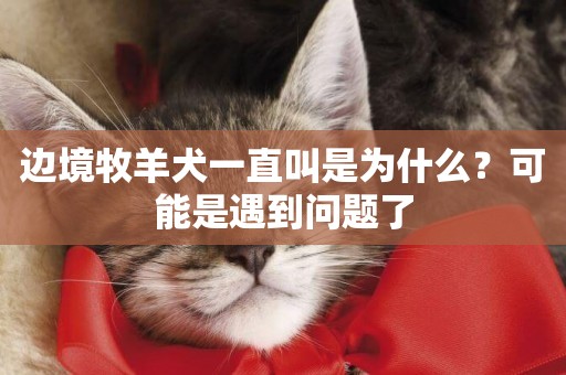 邊境牧羊犬一直叫是為什么？可能是遇到問題了