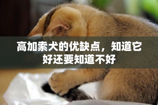 高加索犬的優缺點，知道它好還要知道不好
