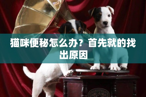 貓咪便秘怎么辦？首先就的找出原因