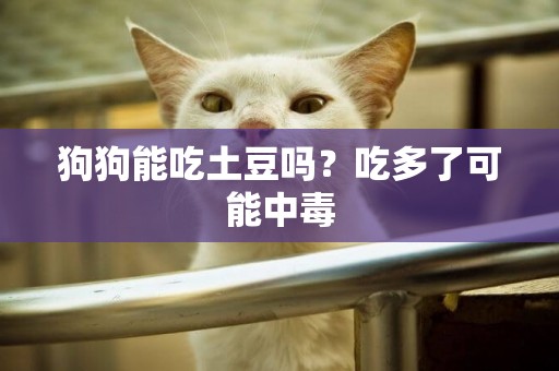 狗狗能吃土豆嗎？吃多了可能中毒