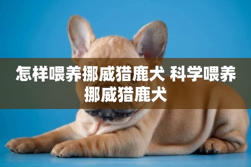 怎樣喂養挪威獵鹿犬 科學喂養挪威獵鹿犬