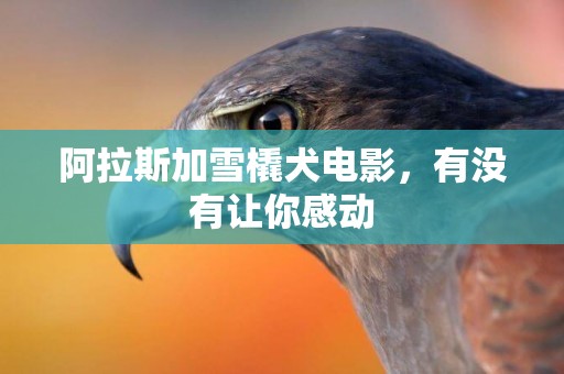 阿拉斯加雪橇犬電影，有沒有讓你感動