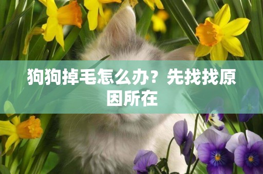 狗狗掉毛怎么辦？先找找原因所在