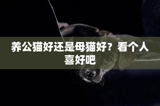 養公貓好還是母貓好？看個人喜好吧