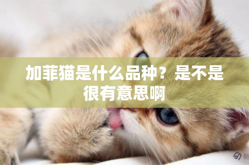 加菲貓是什么品種？是不是很有意思啊