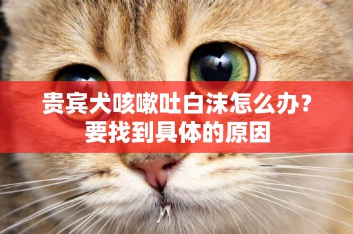 貴賓犬咳嗽吐白沫怎么辦？要找到具體的原因
