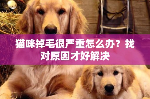 貓咪掉毛很嚴重怎么辦？找對原因才好解決