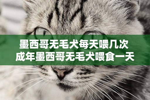 墨西哥無毛犬每天喂幾次 成年墨西哥無毛犬喂食一天兩次