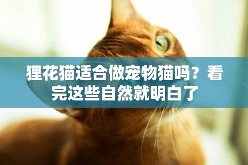 貍花貓適合做寵物貓嗎？看完這些自然就明白了