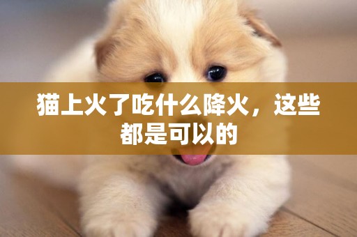 貓上火了吃什么降火，這些都是可以的