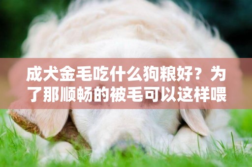 成犬金毛吃什么狗糧好？為了那順暢的被毛可以這樣喂