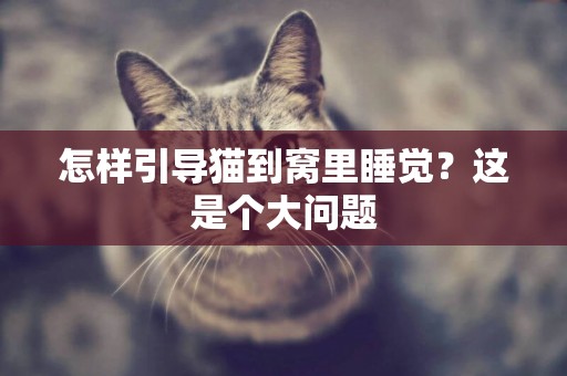 怎樣引導貓到窩里睡覺？這是個大問題
