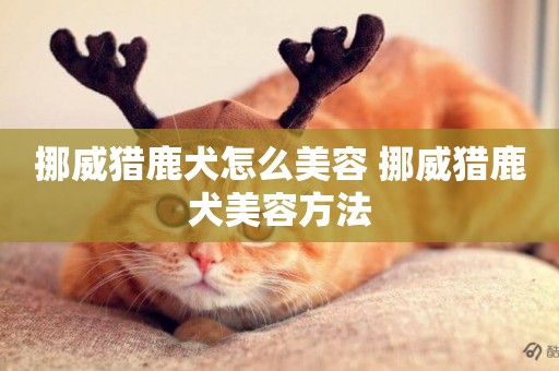 挪威獵鹿犬怎么美容 挪威獵鹿犬美容方法