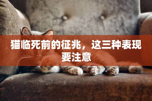 貓臨死前的征兆，這三種表現要注意