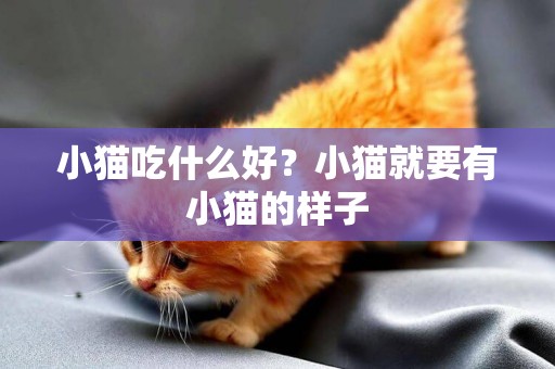 小貓吃什么好？小貓就要有小貓的樣子
