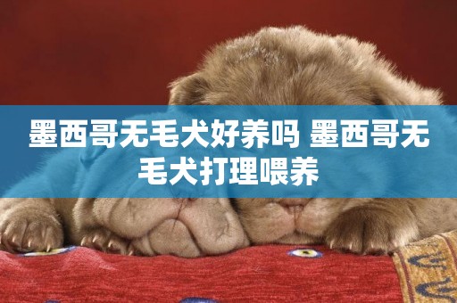 墨西哥無毛犬好養嗎 墨西哥無毛犬打理喂養