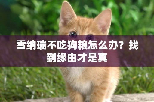 雪納瑞不吃狗糧怎么辦？找到緣由才是真