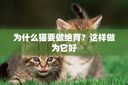 為什么貓要做絕育？這樣做為它好