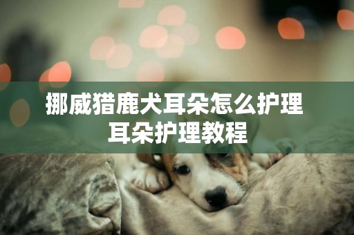 挪威獵鹿犬耳朵怎么護理 耳朵護理教程