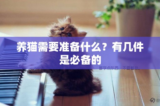 養貓需要準備什么？有幾件是必備的