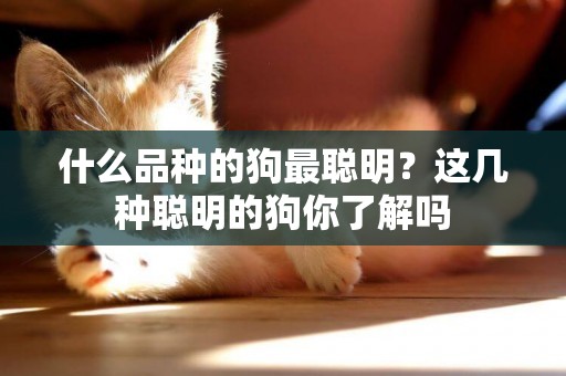 什么品種的狗最聰明？這幾種聰明的狗你了解嗎