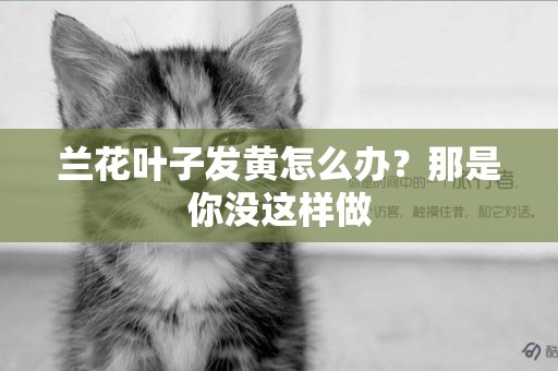 蘭花葉子發黃怎么辦？那是你沒這樣做