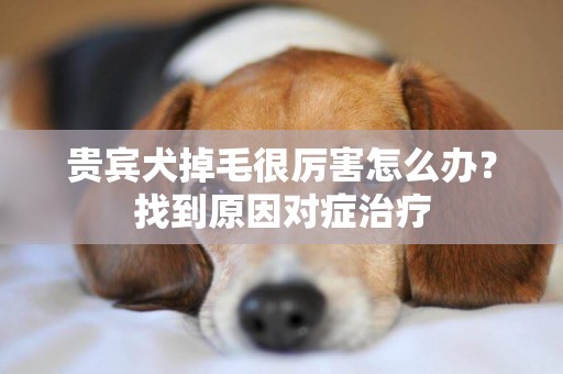 貴賓犬掉毛很厲害怎么辦？找到原因對癥治療